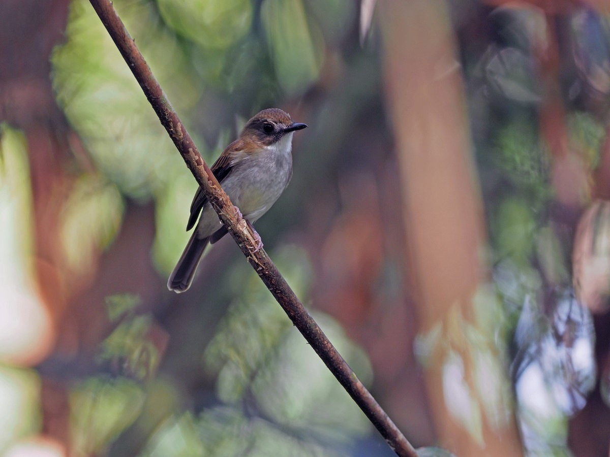 Gray-chested Jungle Flycatcher - James Eaton