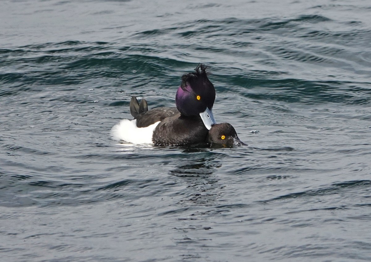 Tufted Duck - ML617172826