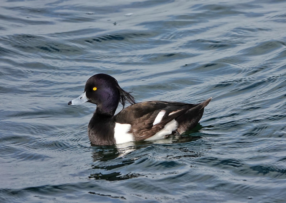 Tufted Duck - ML617172827