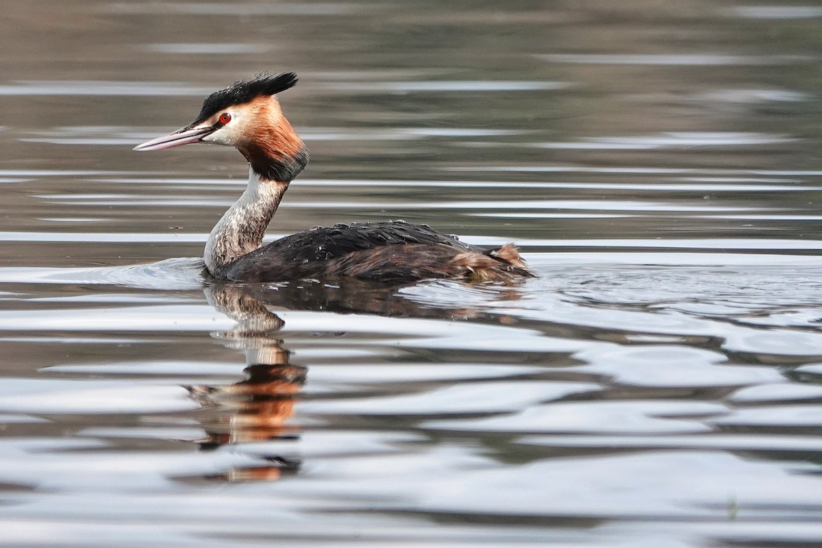 Great Crested Grebe - Thomas Gibson