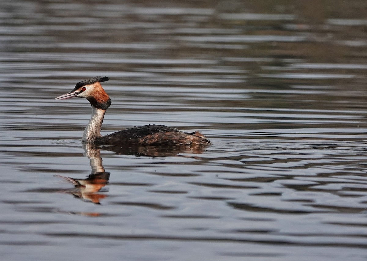 Great Crested Grebe - ML617172838