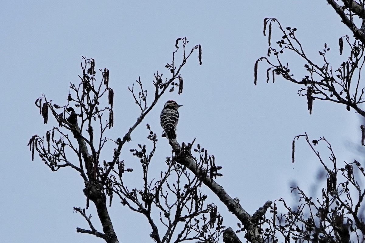 Lesser Spotted Woodpecker - ML617172842