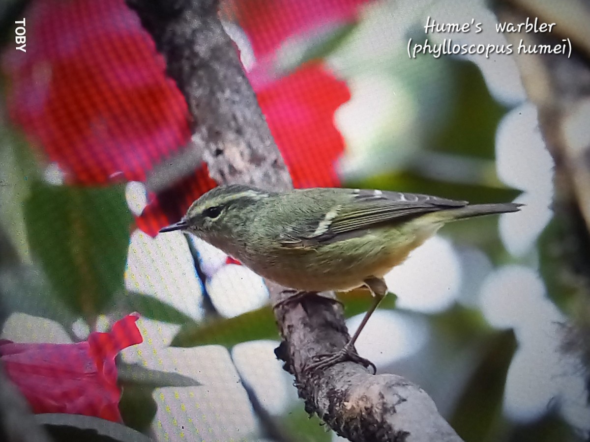 Hume's Warbler - ML617172859