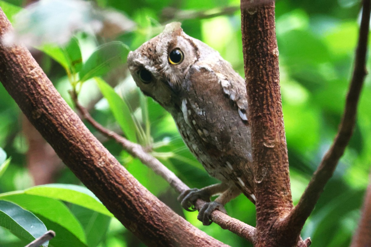 Socotra Scops-Owl - ML617172890