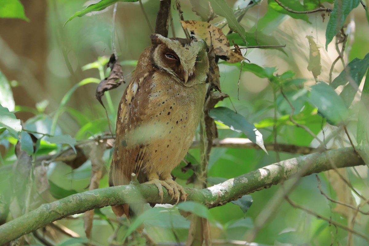 White-fronted Scops-Owl - Penphan Kittinatgumthorn