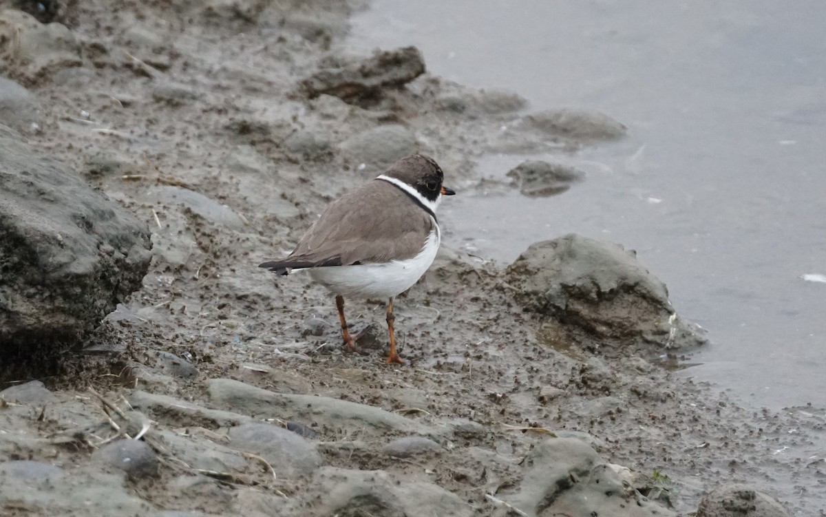 Semipalmated Plover - ML617172975
