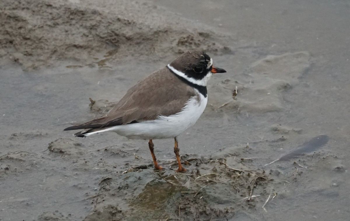 Semipalmated Plover - ML617172978