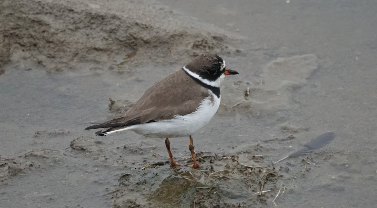 Semipalmated Plover - ML617172979