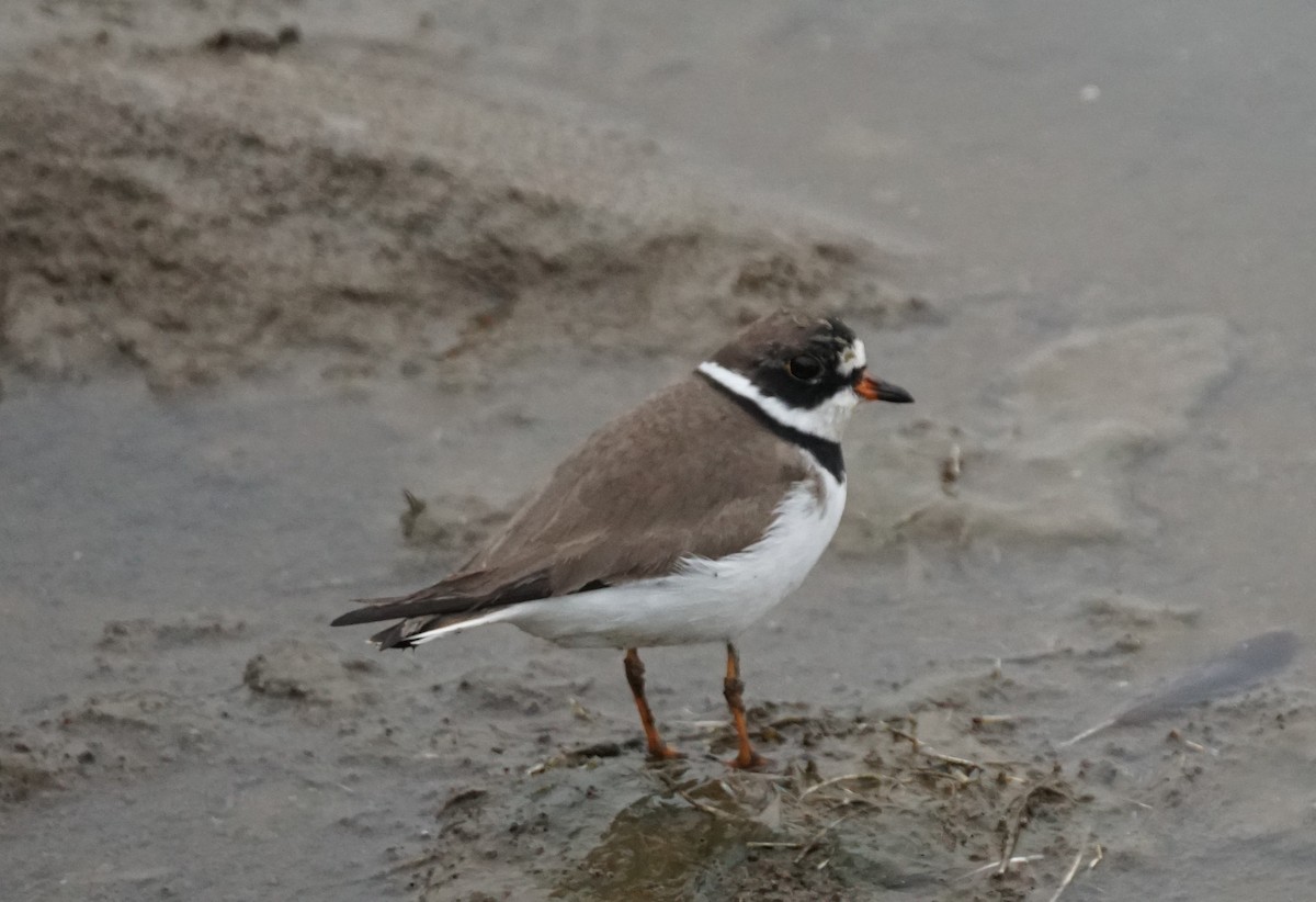 Semipalmated Plover - ML617172980