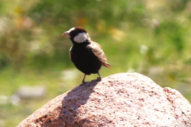 Black-crowned Sparrow-Lark - Sunil Zaveri