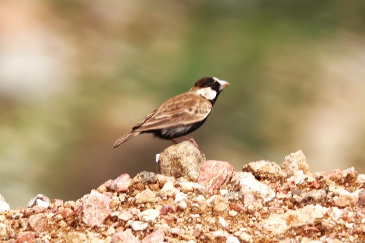 Black-crowned Sparrow-Lark - ML617173137