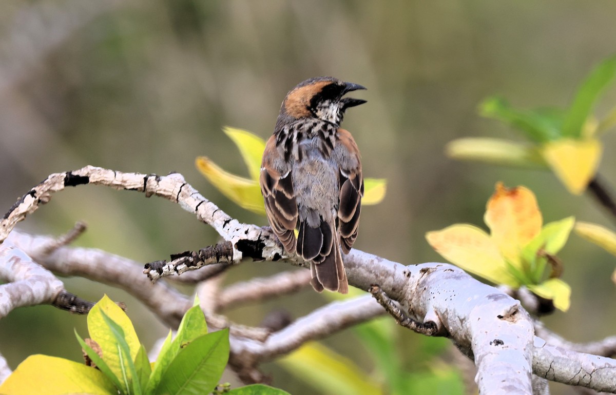 Socotra Sparrow - Sunil Zaveri