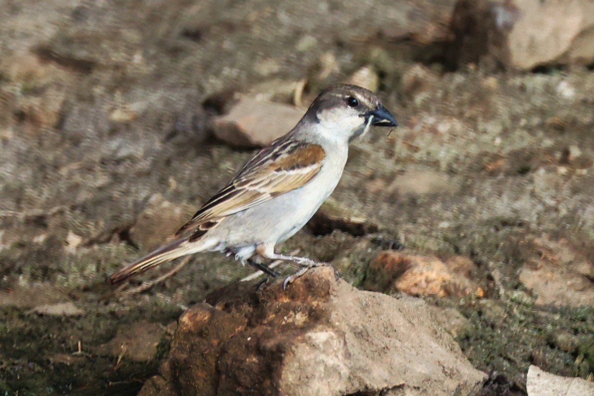 Socotra Sparrow - ML617173153