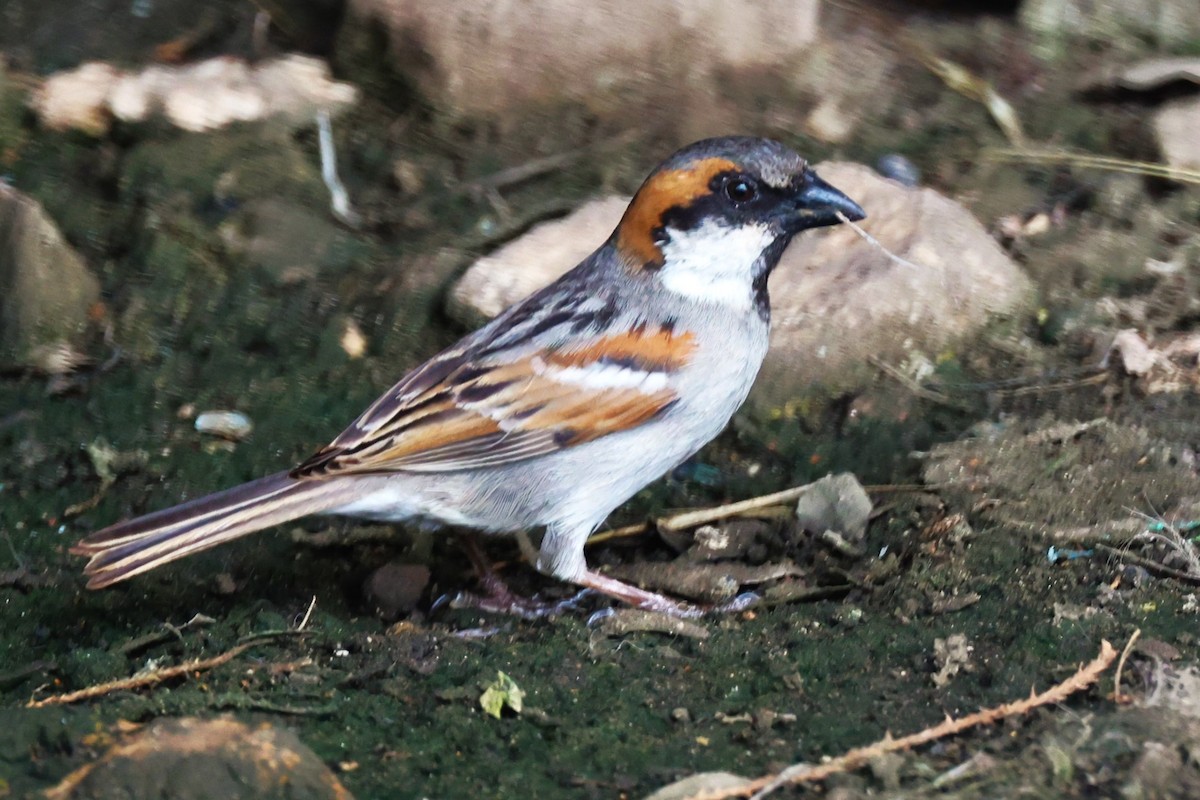 Socotra Sparrow - Sunil Zaveri
