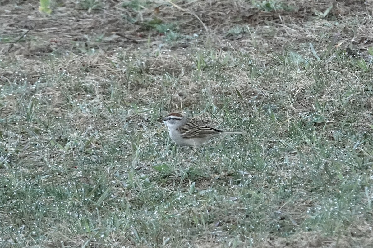 Chipping Sparrow - ML617173246