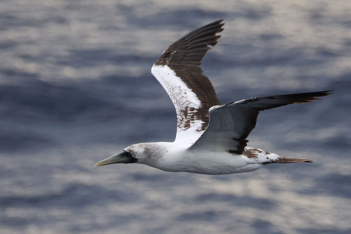 Masked Booby - ML617173307