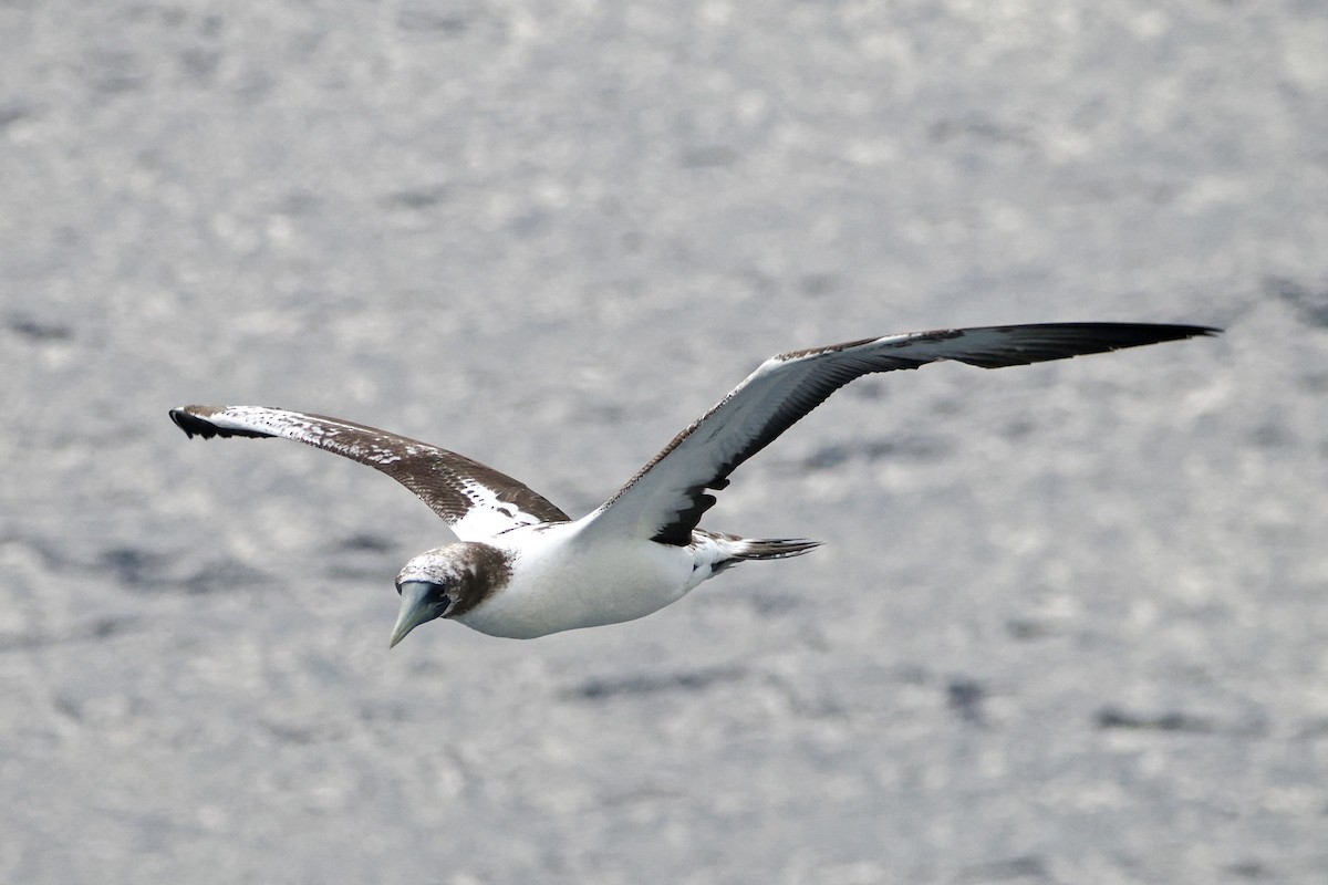 Masked Booby - ML617173309