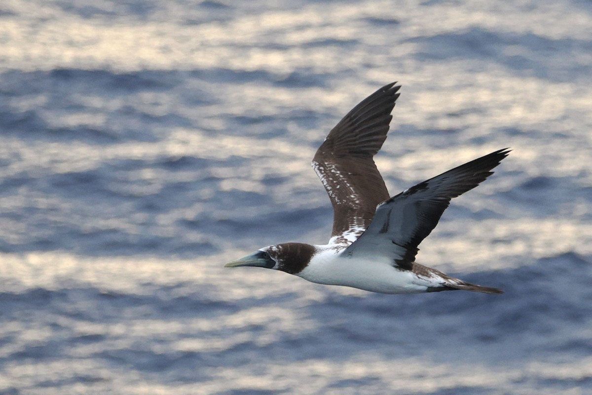 Masked Booby - ML617173310