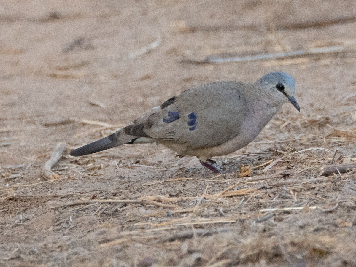 Blue-spotted Wood-Dove - ML617173375