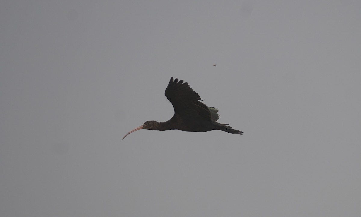 ibis andský - ML617173446
