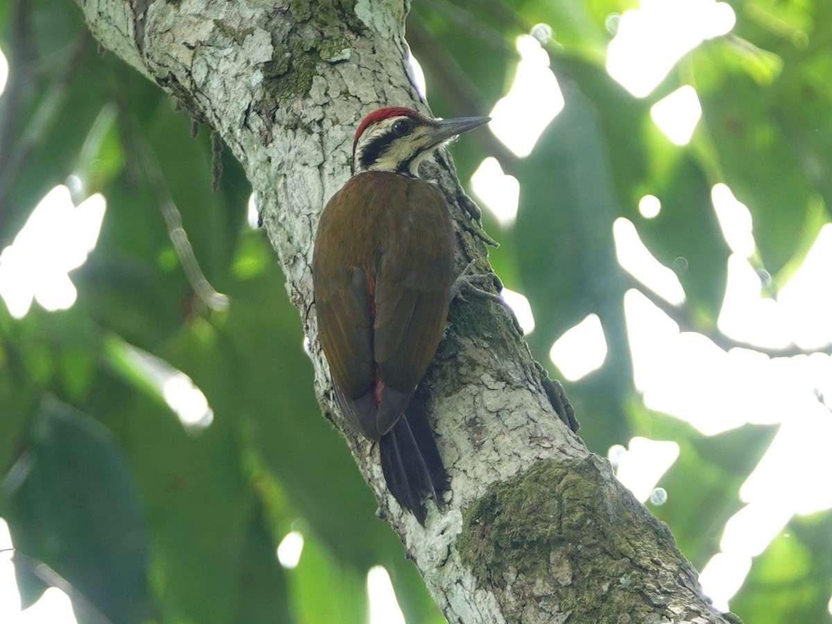 Fire-bellied Woodpecker - ML617173584