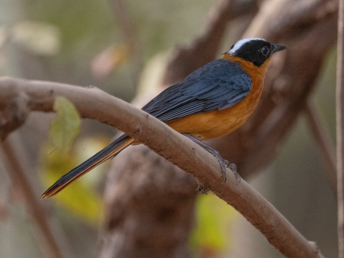 Snowy-crowned Robin-Chat - ML617173678