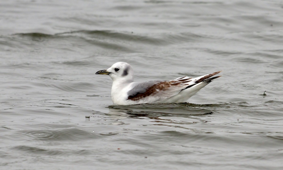 Mouette tridactyle - ML617173792