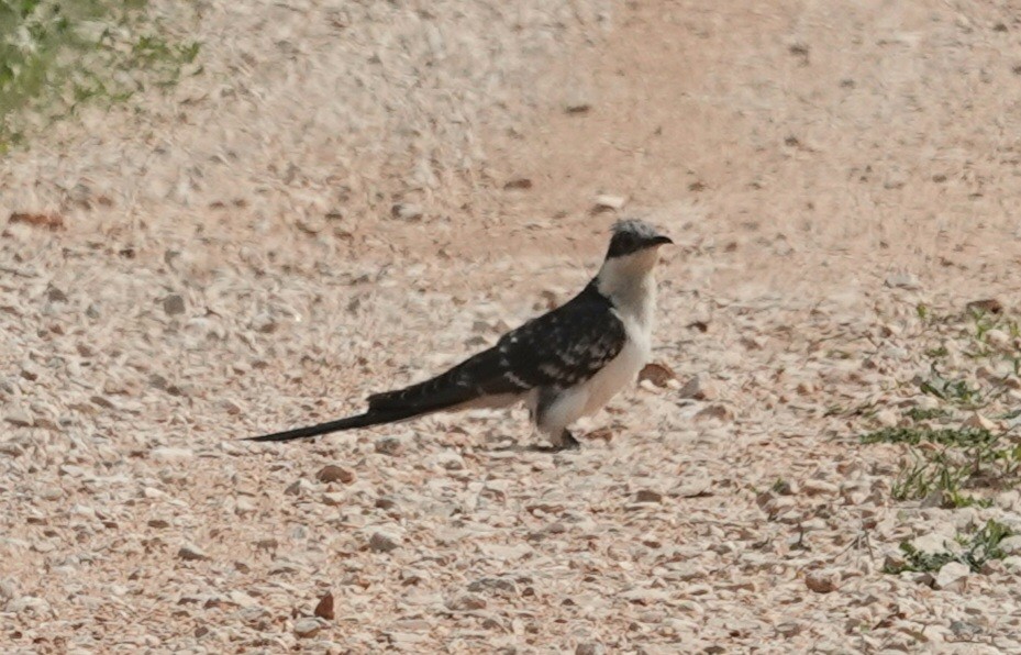 Great Spotted Cuckoo - Christine Ludwig