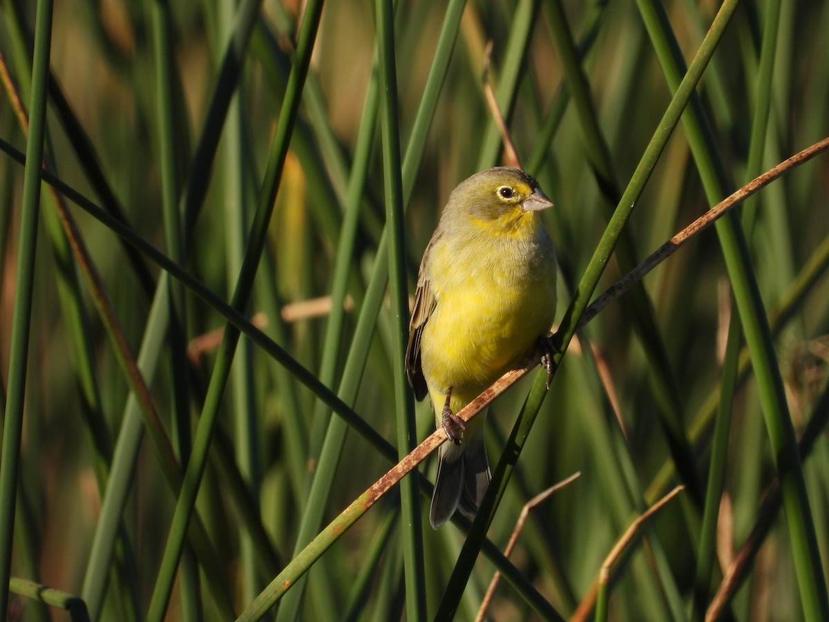 Grassland Yellow-Finch - ML617173871