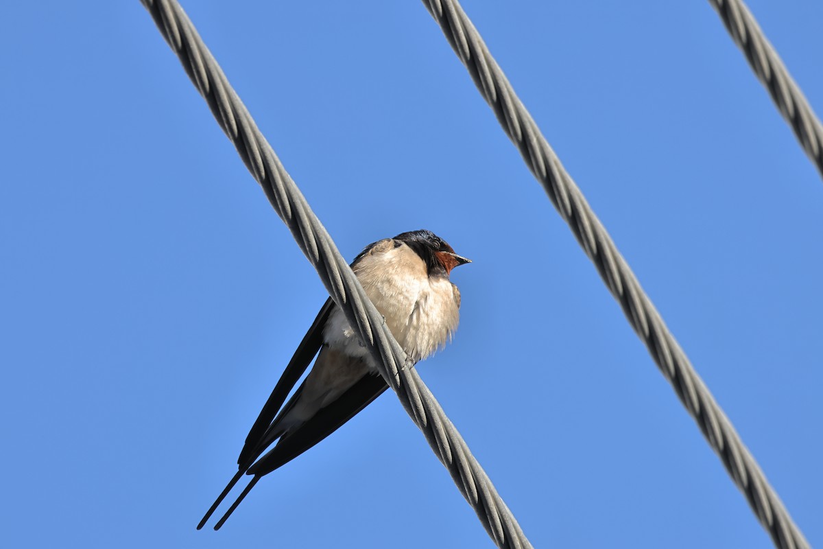 Barn Swallow - ML617173886