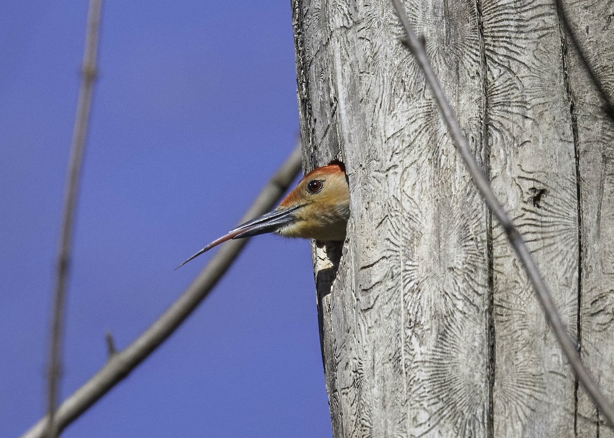 Red-bellied Woodpecker - ML617173931