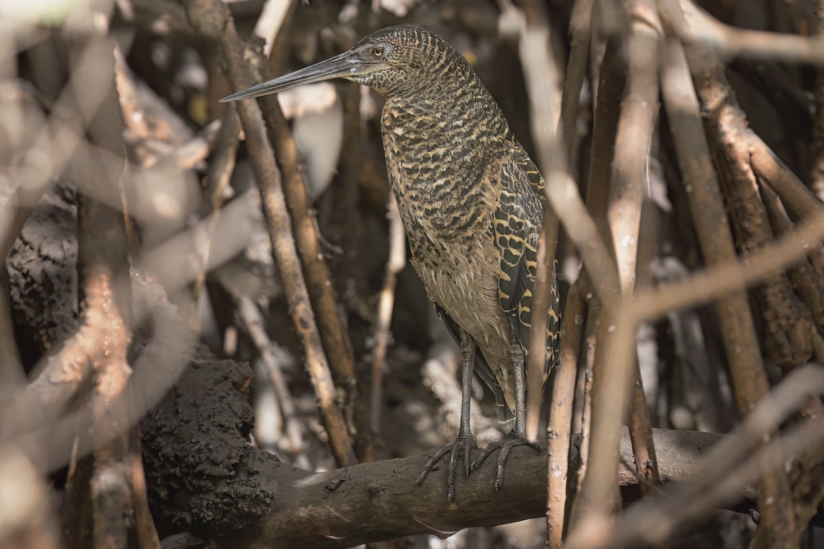 White-crested Tiger-Heron - ML617173939