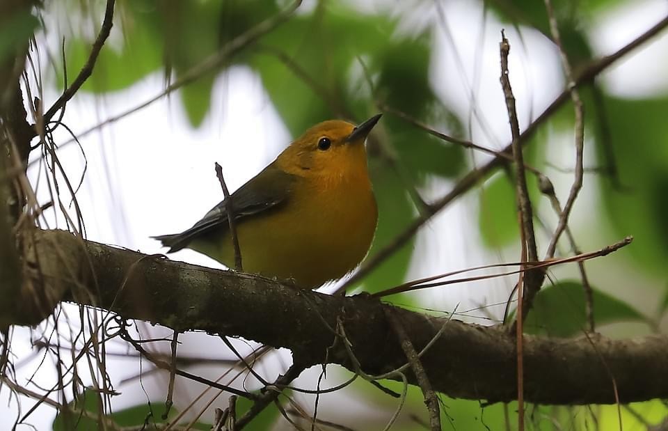 Prothonotary Warbler - ML617173943