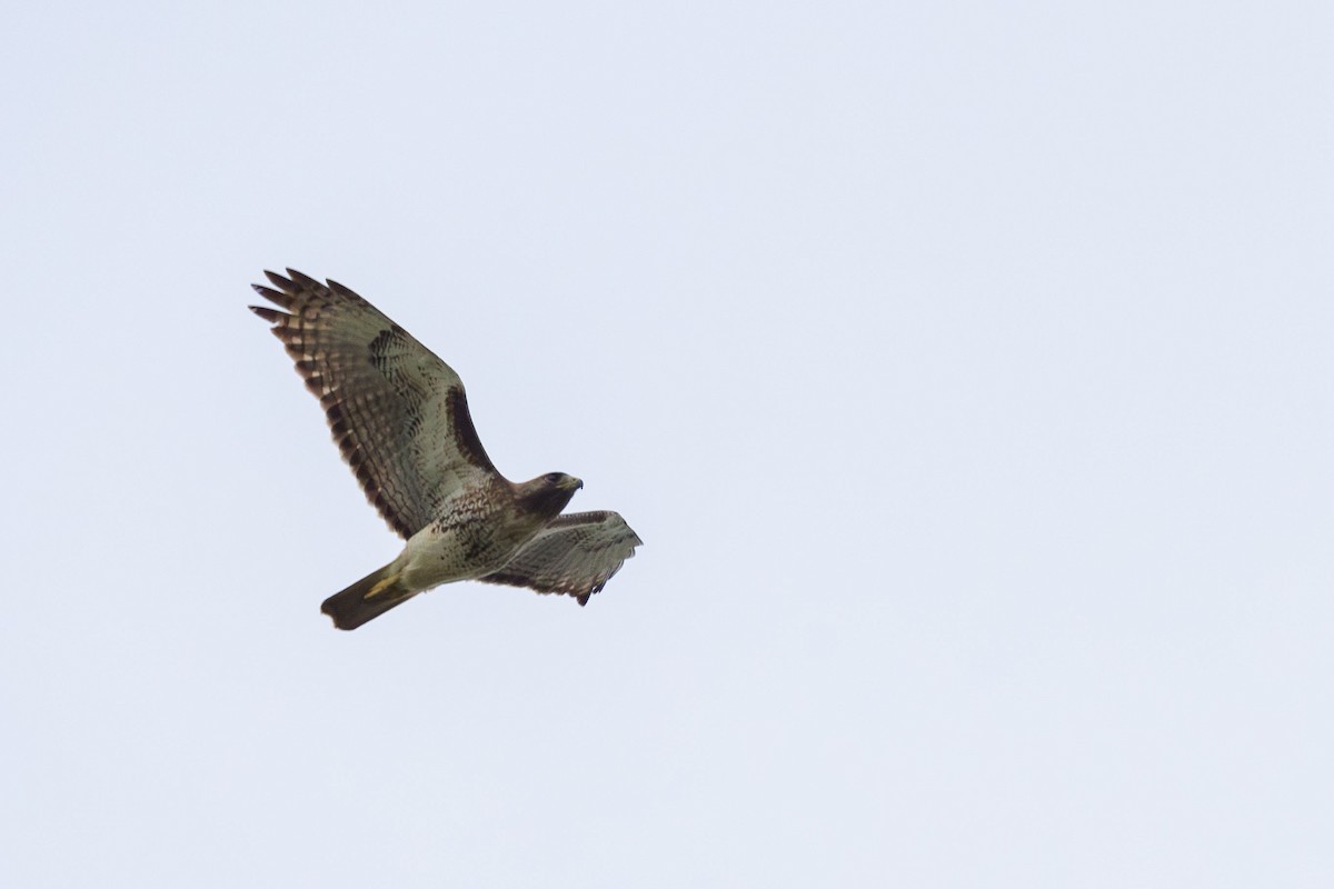 Red-tailed Hawk (jamaicensis) - ML617173987