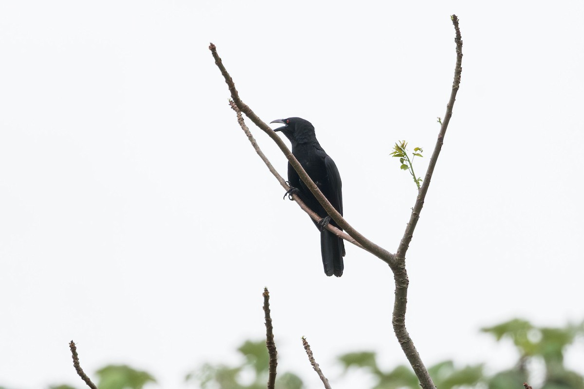 White-necked Crow - ML617173997