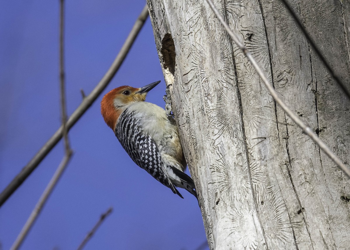 Red-bellied Woodpecker - ML617174007