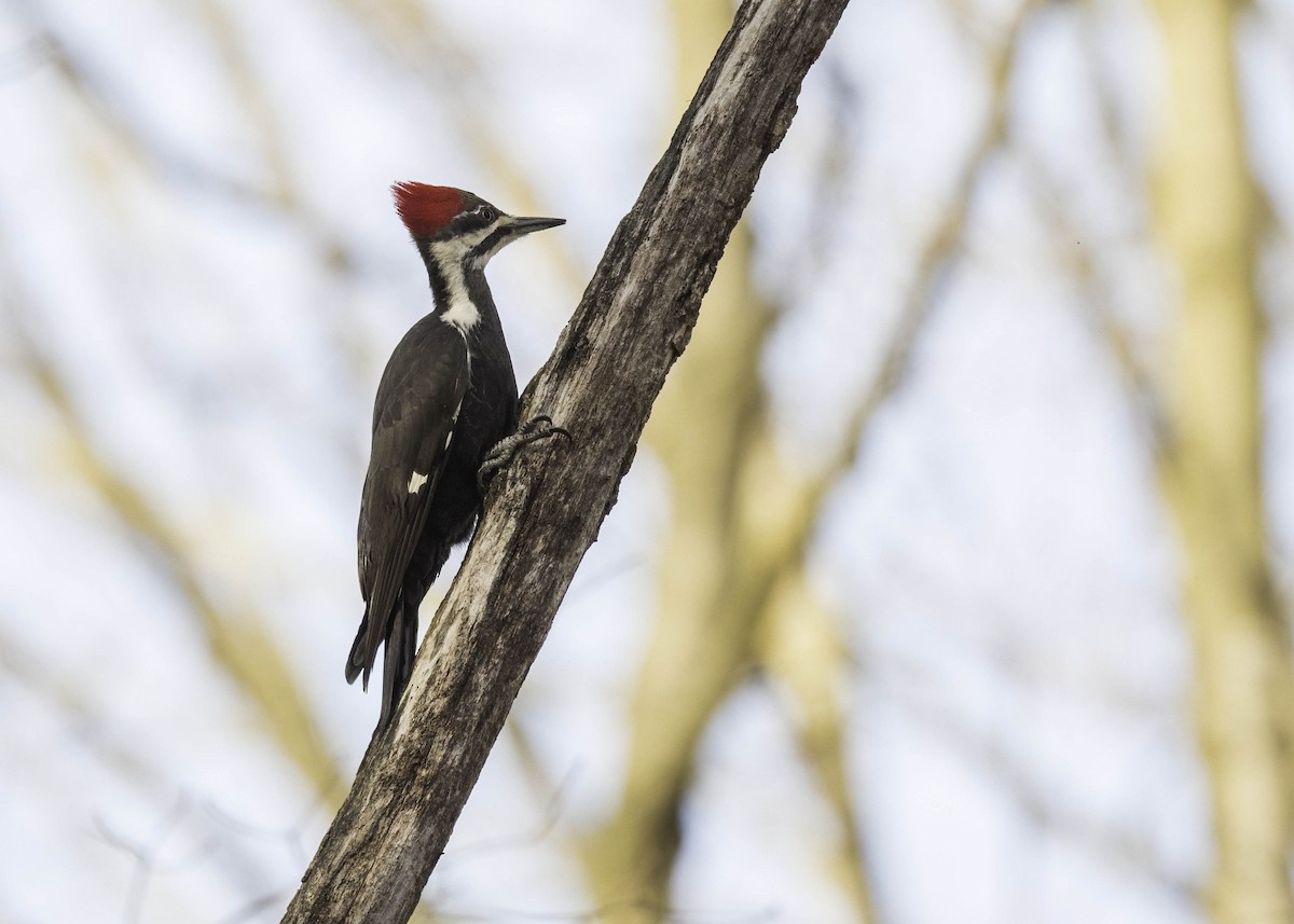 Pileated Woodpecker - ML617174056