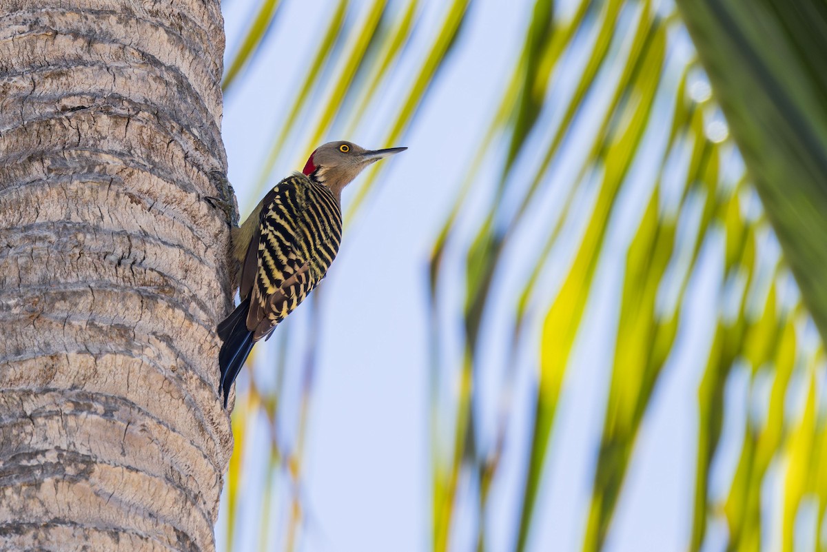 Hispaniolan Woodpecker - ML617174104