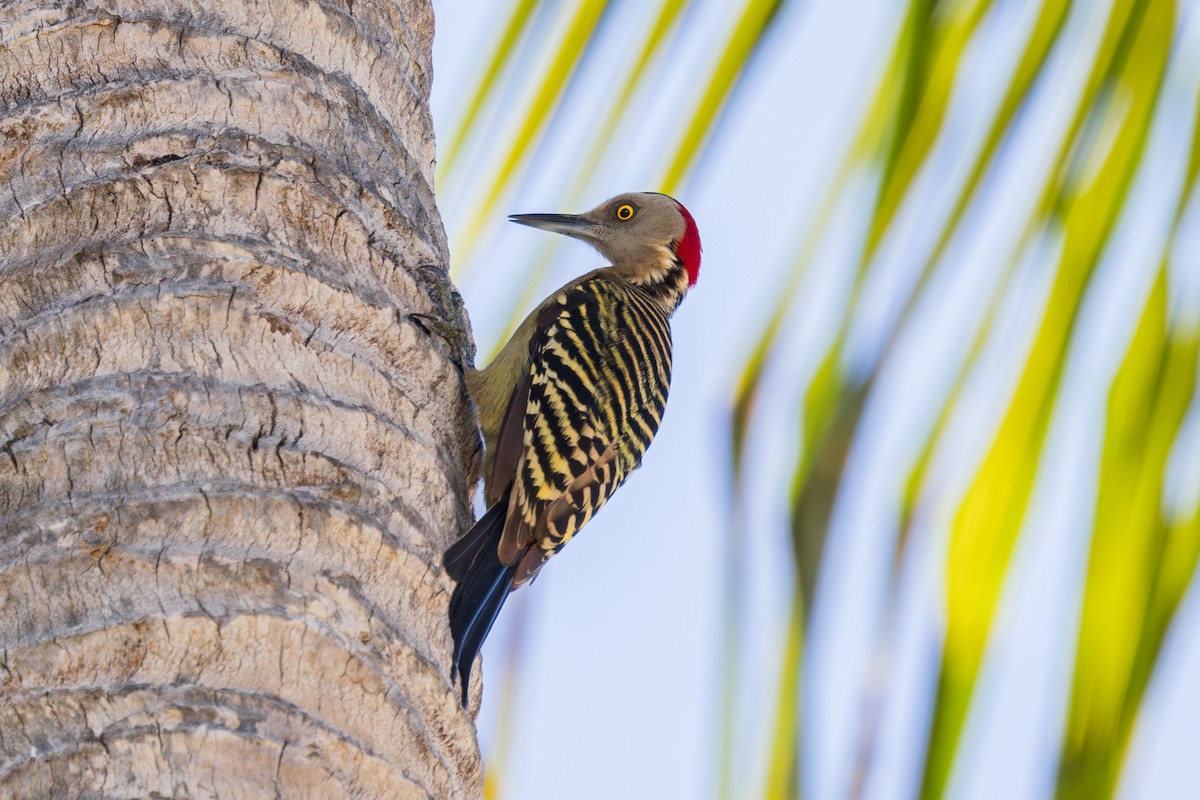 Hispaniolan Woodpecker - ML617174105