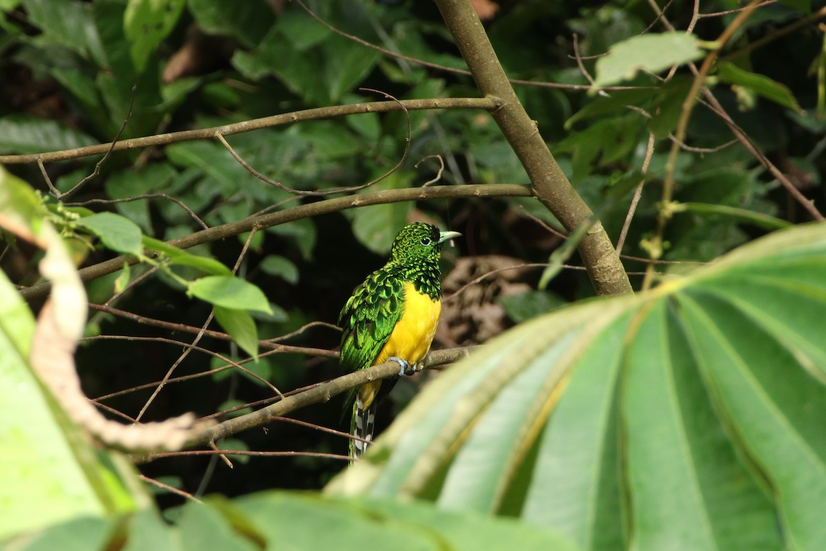 African Emerald Cuckoo - ML617174149