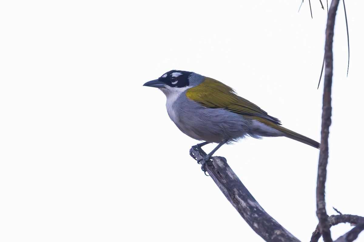 Black-crowned Palm-Tanager - ML617174201