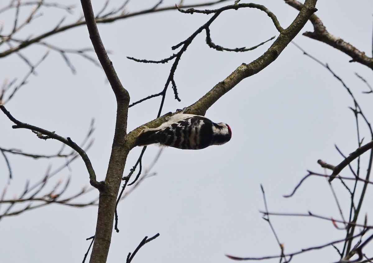 Lesser Spotted Woodpecker - ML617174213