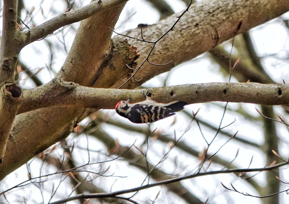 Lesser Spotted Woodpecker - ML617174214