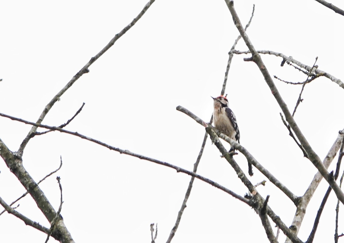 Lesser Spotted Woodpecker - ML617174220