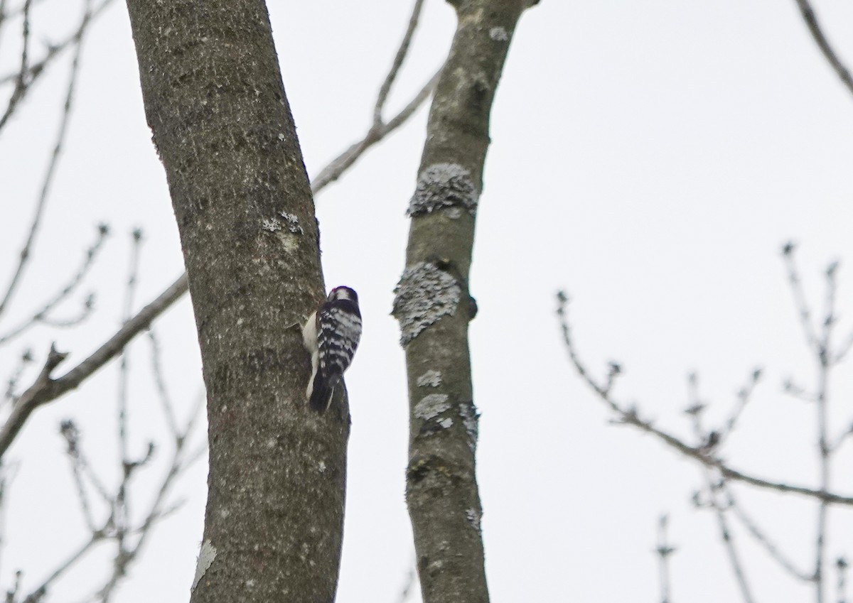 Lesser Spotted Woodpecker - ML617174221