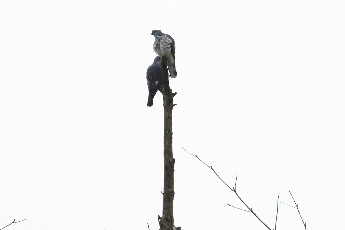 African Cuckoo-Hawk - ML617174229