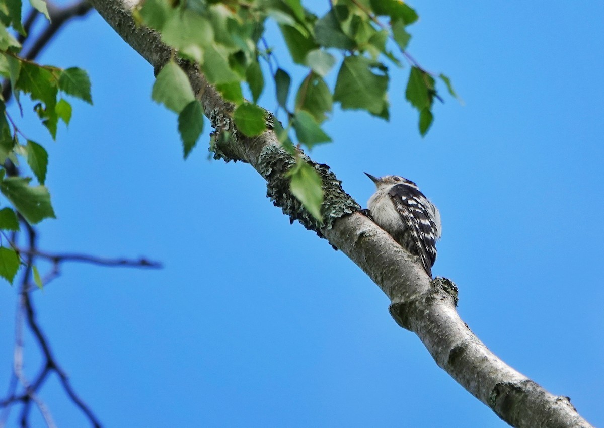 Lesser Spotted Woodpecker - ML617174310