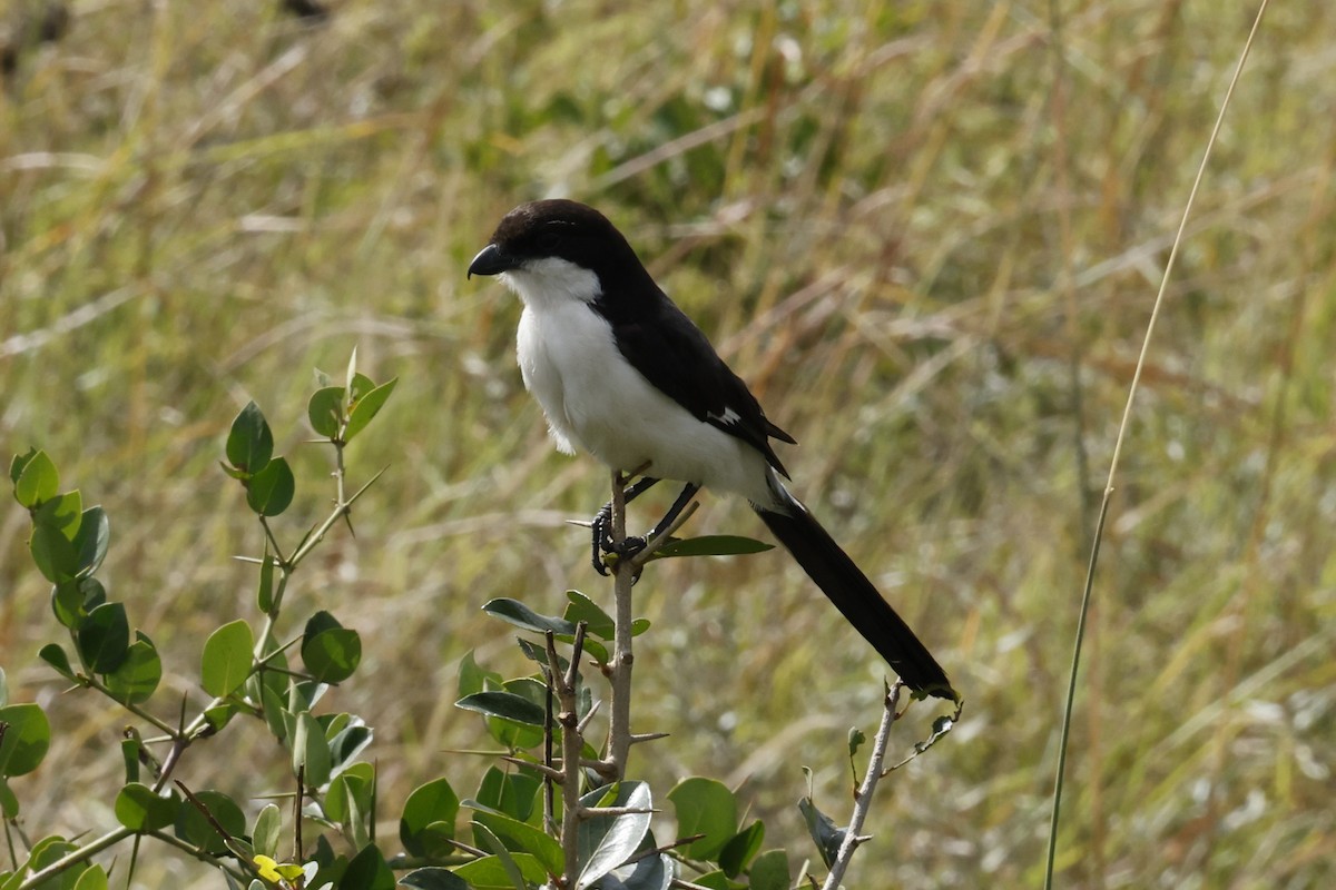 Long-tailed Fiscal - ML617174452