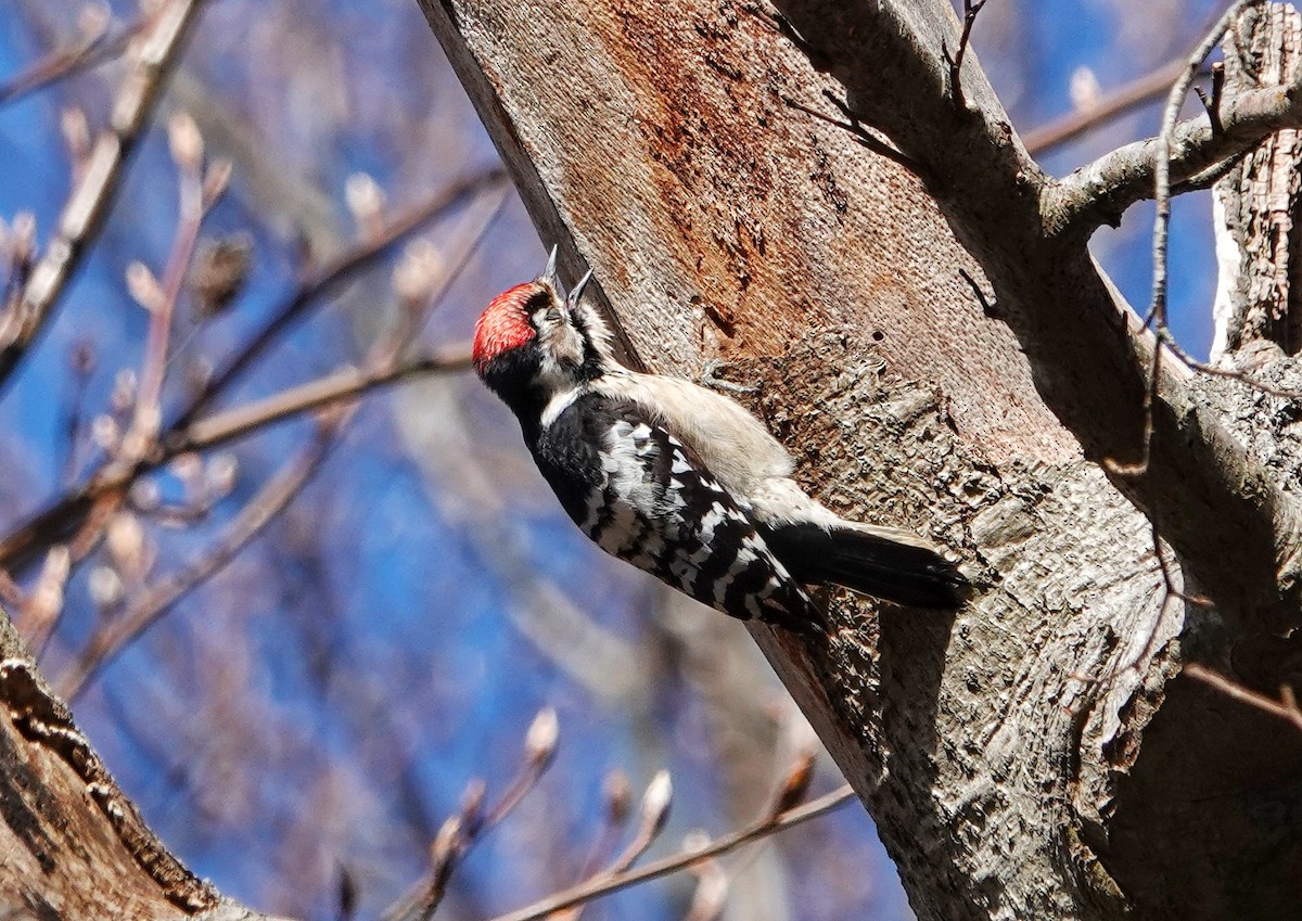 Lesser Spotted Woodpecker - Thomas Gibson