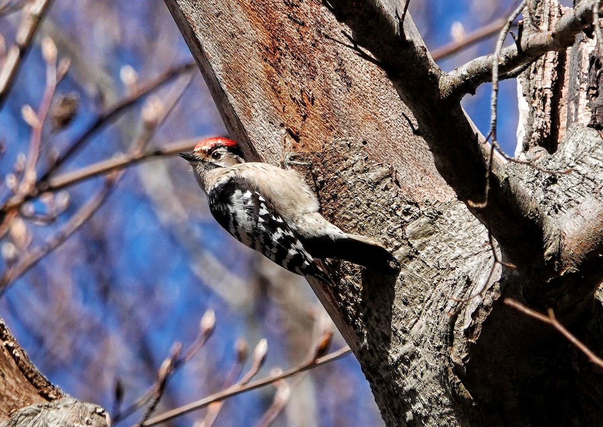 Lesser Spotted Woodpecker - Thomas Gibson